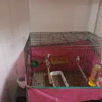 سه عدد  سهره جوجه قفس نوک بادمجونی کپه اول