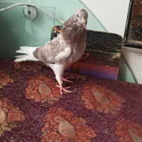 کبوتر هما