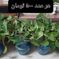 گل طبیعی|گل و گیاه طبیعی|شیراز, ترمینال باربری|دیوار
