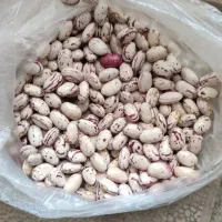 لوبیاچیتی
