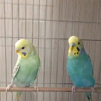 جفت مرغ عشق بالغ|پرنده|سمنان, |دیوار