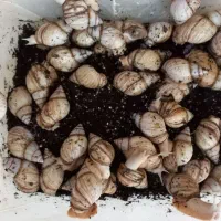 حلزون آلبینو