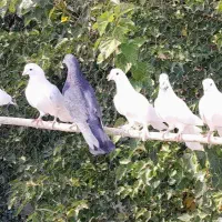 کفتر با اصالت