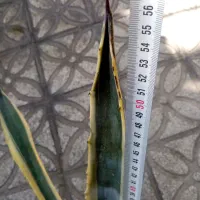 کاکتوس آگاو|گل و گیاه طبیعی|شیراز, تحویلی|دیوار