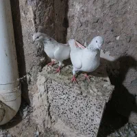 تهرانی زوردار|پرنده|کرمانشاه, |دیوار