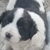 توله قدرجونی اصل نصب دار