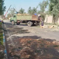 خرید و فروش چوب