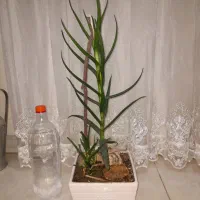 گیاه شاخ بزی