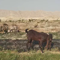 نر بز پاکستانی|حیوانات مزرعه|کازرون, |دیوار