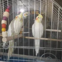 عروس هلندی|پرنده|برخوار, |دیوار