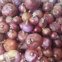 مغازه فعال  میوه  با سابقه کاری|اجارهٔ مغازه و غرفه|ری, جوانمرد قصاب|دیوار