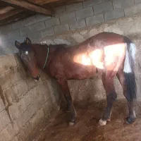 اسب نریان ۱۷ ماهه|اسب و تجهیزات اسب‌سواری|تویسرکان, |دیوار