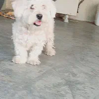 شیتزو مالتیز|سگ|مسجد سلیمان, |دیوار