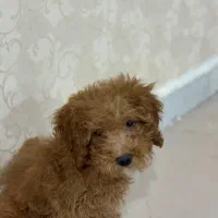 پودل نر|سگ|مشهد, کوثر|دیوار