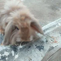 خرگوش لوپ|موش و خرگوش|تهران, دروازه شمیران|دیوار