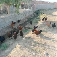 مرغ|حیوانات مزرعه|مرند, |دیوار