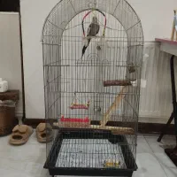 عرصش هلندی