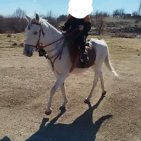 اسب مادیان کرد