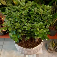 بنسای/پیتستروم گل آپارتمانی گیاه آپارتمانی|گل و گیاه طبیعی|فردیس, فردیس|دیوار