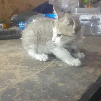 گربه رایگان