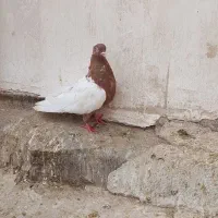 نر سینه قهوه ای|پرنده|قم, چهل اختران|دیوار