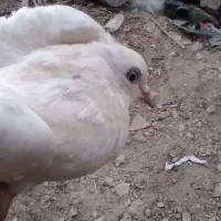کفتر فروشی دونه ۱۰۰|پرنده|زهک, |دیوار