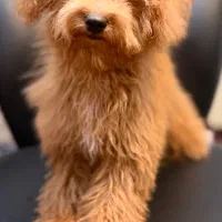 فروش پودل توی