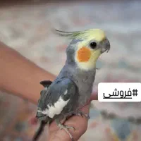 عروس هلندی