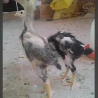 مرغ خورس لاری‌