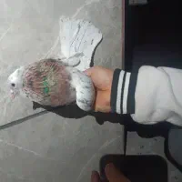 کبوتر کفتر سرور