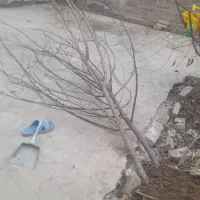 نهال های ۱ ساله تا ۸ ساله ریشه ای وگلدانی