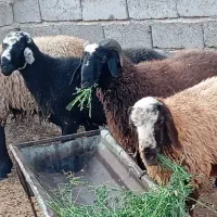 بره نر فروشی