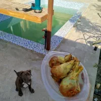 سگ پیتبول نر|سگ|اصفهان, کساره|دیوار