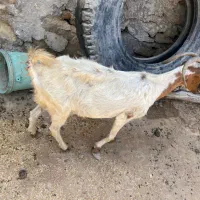کهره جمولی با بچه