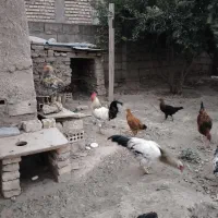مرغ و خروس محلی