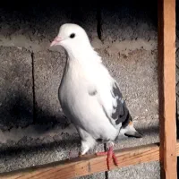 کبوتر ابلغ سبز ماده