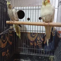 عروس هلندی|پرنده|امیدیه, |دیوار