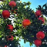 تور لحظه آخری جشنواره انار ظرفیت محدود