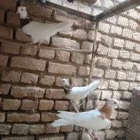 کفتر