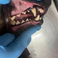 دامپزشک سیار(دامپزشک در محل شما)