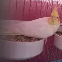 عروس هلندی گمشده + مژدگانی