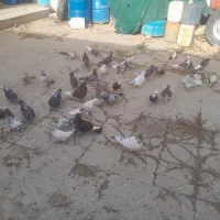 فروش پرشی وساده