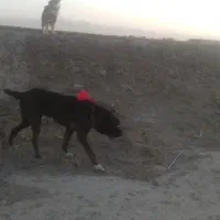 خراسانیگلهایونگهبان|سگ|بوئین زهرا, |دیوار