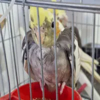 جوجه عروس هلندی