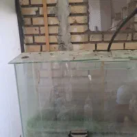 اکواریوم