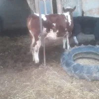 فروش تلیسه سیمینتال قرمز شرابی|حیوانات مزرعه|سیمین شهر, |دیوار