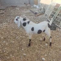 پازن دورگ گلابی