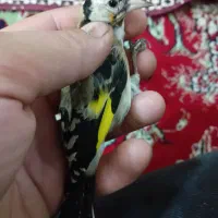 سهره نر و ماده|پرنده|تبریز, |دیوار