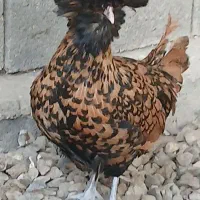 مرغ لهستانی و گلین