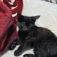 بچه گربه بازیگوش و ملوس